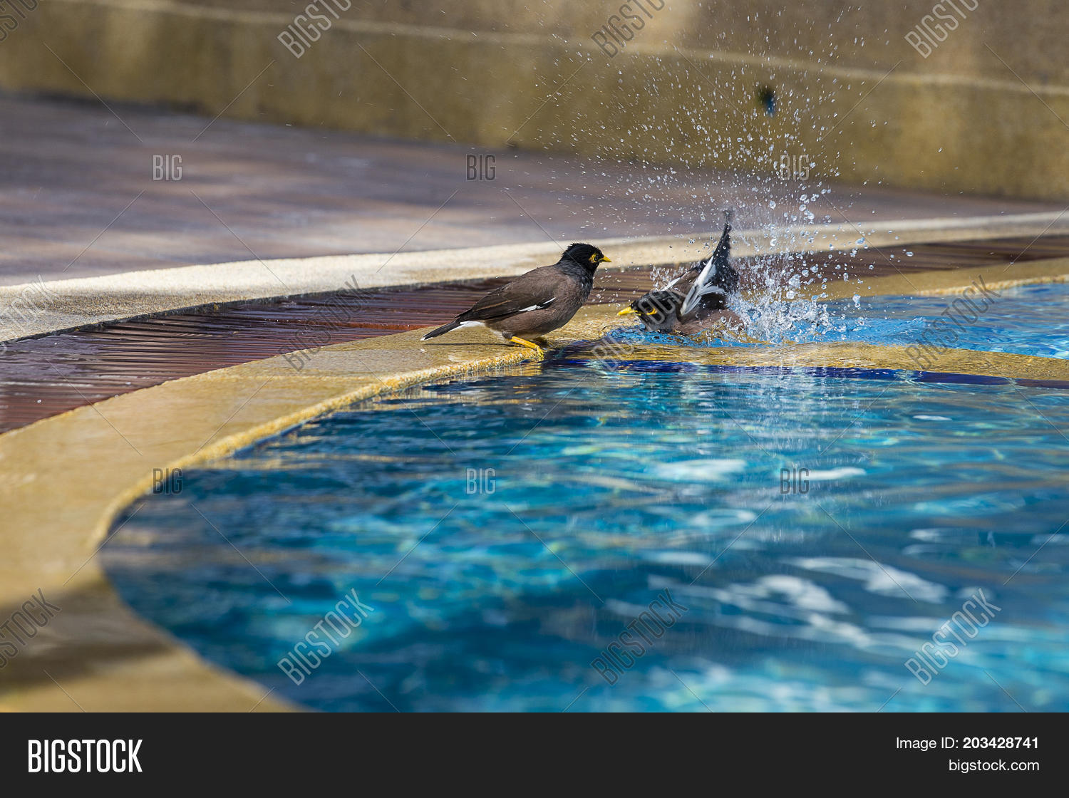 Birds Swimming Pool. Image & Photo (Free Trial) Bigstock
