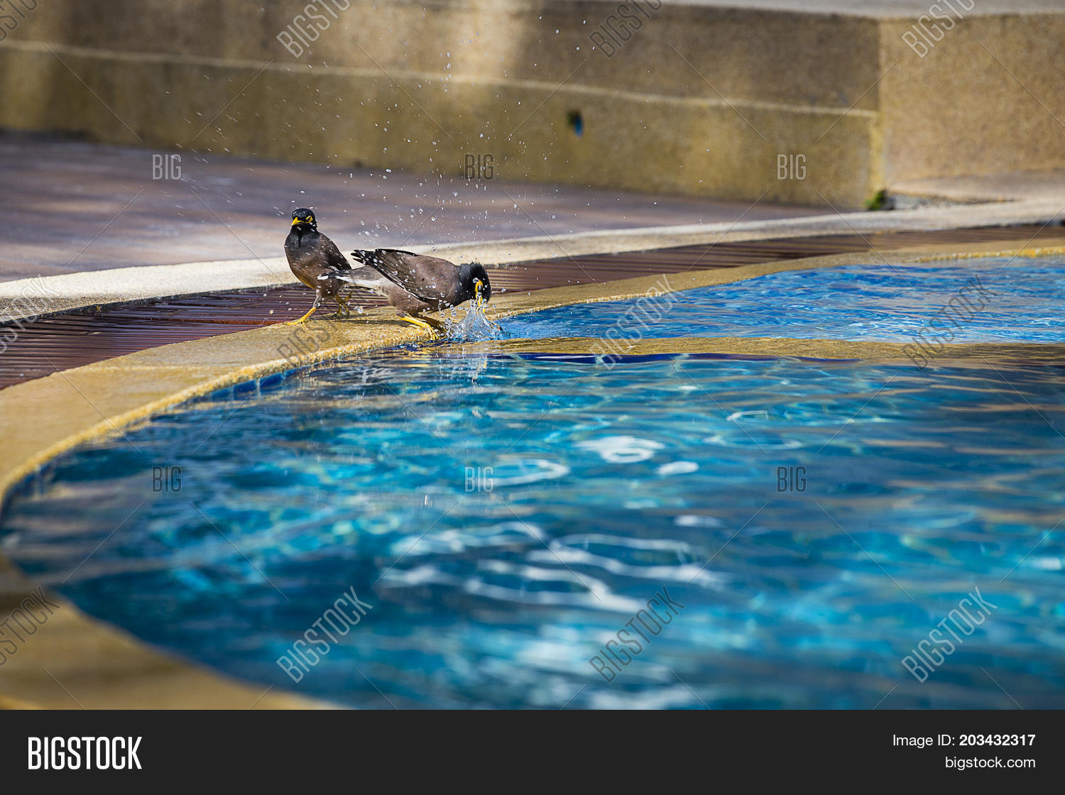 Birds Swimming Pool. Image & Photo (Free Trial) | Bigstock