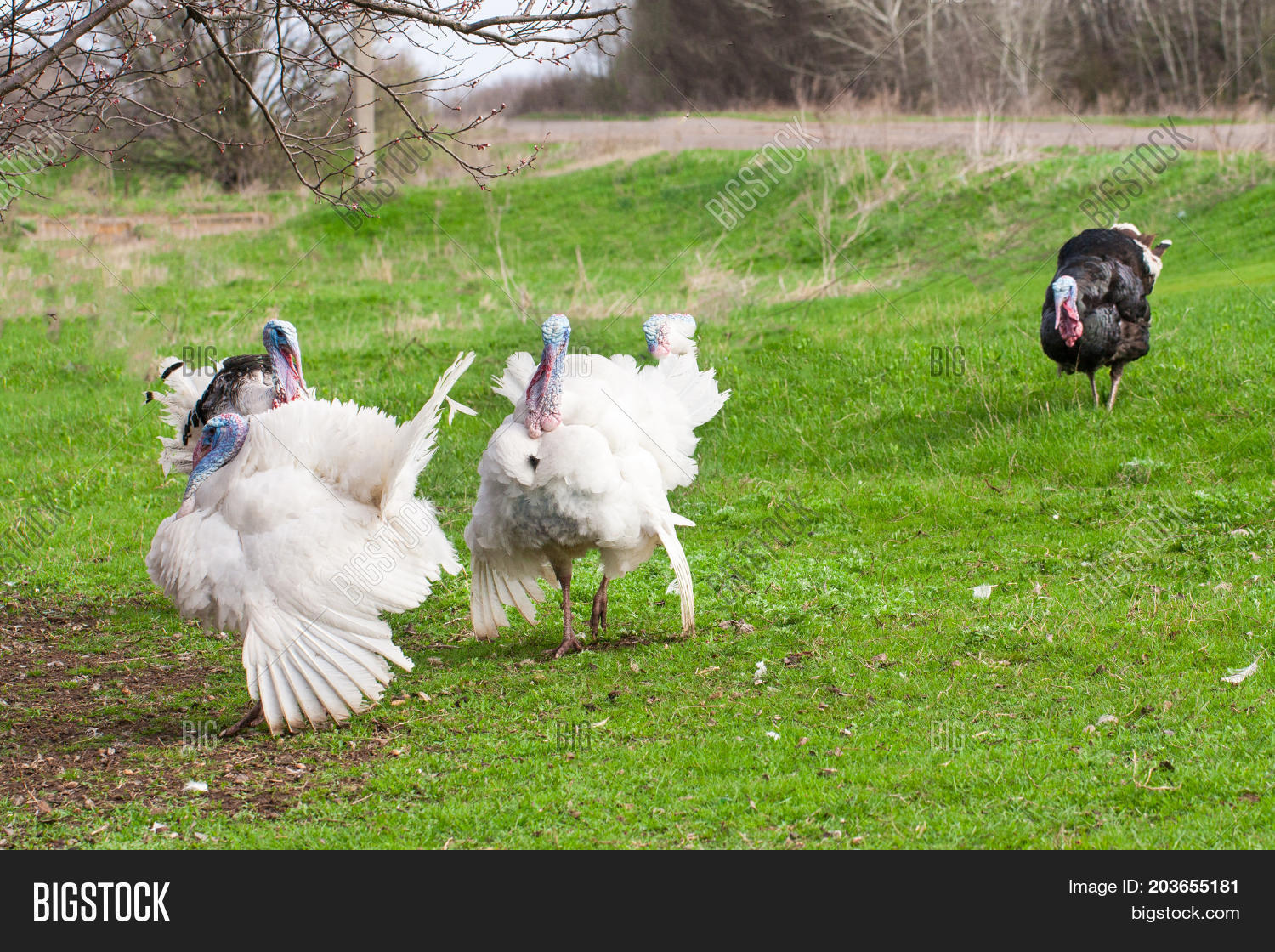 Turkey Male Gobbler Image & Photo (Free Trial) Bigstock