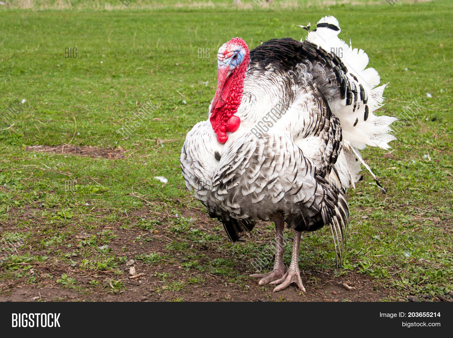 Turkey Male Gobbler Image & Photo (Free Trial) Bigstock