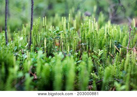 A beautiful close up of a natural wild flowers blooming in the forest