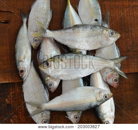 close up view of fresh fish selling on market