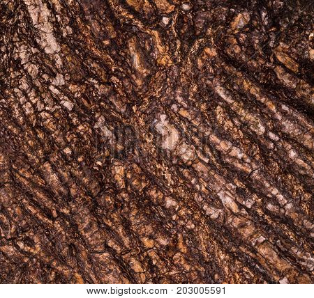 Ruby Wrinkled Bark