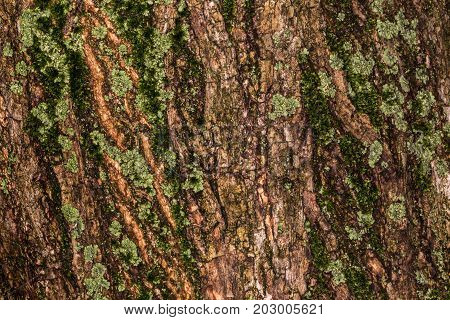 Ruby Wrinkled Bark