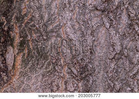 Ruby Wrinkled Bark
