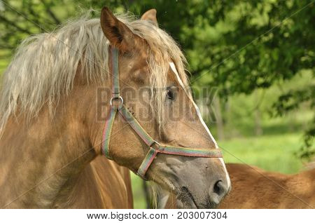 Workhorse. Grazing in the pasture. Meadow in the valley of the Bug.