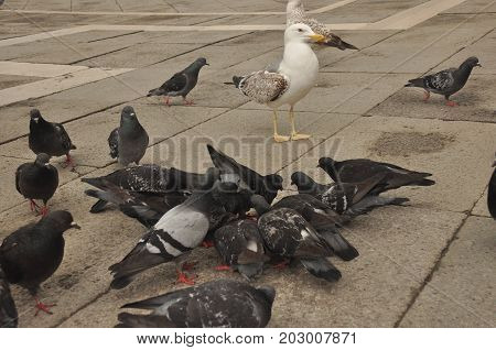 Pigeons donated to St. Mark's Square in Venice