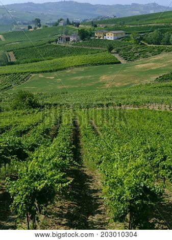 Rural landscape at summertime along the road from Santa Maria della Versa to Poggio Pornenzo (Pavia Lombardy)