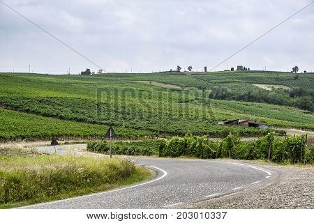 Rural landscape at summertime along the road from Vicobarone (Piacenza Emilia Romagna Italy) to Santa Maria della Versa (Pavia Lombardy) in the Tidone valley. Vineyards.