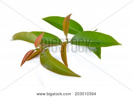 Garinia cowa leaves on a white background