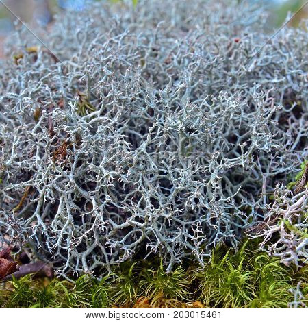 reindeer moss fruticose lichen detail, closeup shot