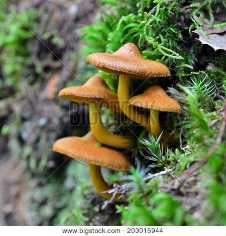 cortinarius uliginosus mushroom cluster on the ground marsh webcap