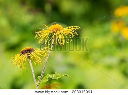 Heartleaf Oxeye with yellow petals Telekia Speciosa