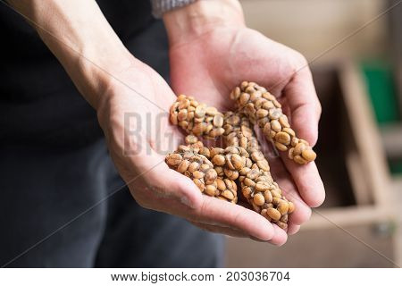 Kopi Luwak Or Civet Coffee, Coffee Beans Excreted By The Civet On Hand