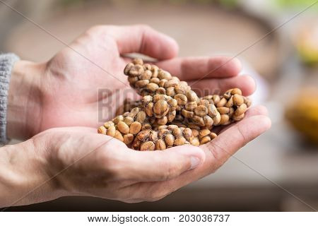 Kopi Luwak Or Civet Coffee, Coffee Beans Excreted By The Civet On Hand