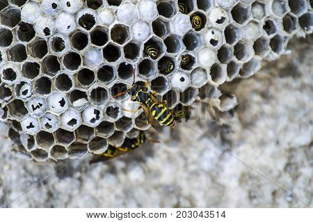 donkey bee, wild bees, nest of donkey bees, dangerous poisonous bees, wild donkey bees in honeycomb