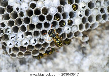 donkey bee, wild bees, nest of donkey bees, dangerous poisonous bees, wild donkey bees in honeycomb