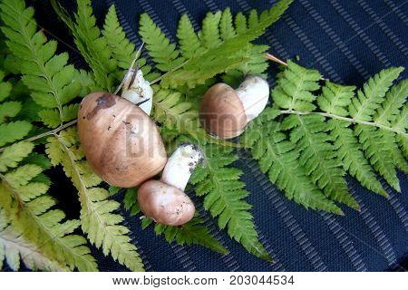 Forest gave a small edible mushrooms and a fern leaf.