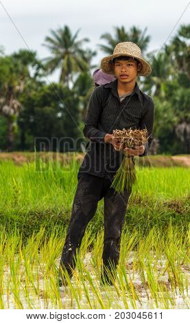SIEM REAP CAMBODIA - 9/12/2015: A rice farmer works in the fields near his village.
