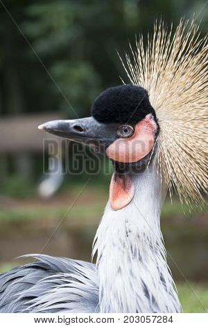 The black crowned crane (Balearica pavonina) is a bird in the crane family Gruidae.