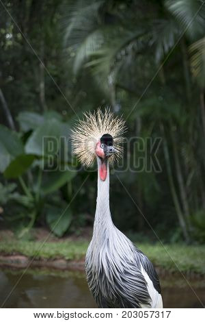 The black crowned crane (Balearica pavonina) is a bird in the crane family Gruidae.