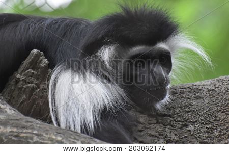 Beautiful look of a black and white colobus monkey resting on a tree trunk.