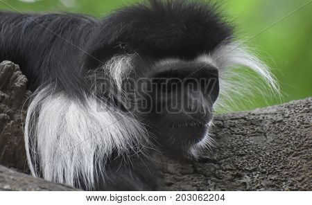 Fantastic close up look at a colobus monkey sleeping in a tree.