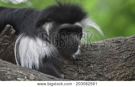Resting mantled guereza monkey resting on the trunk of a tree.