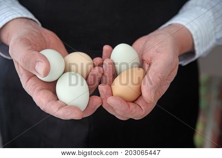A man in a black apron holds several araucana eggs with room for text