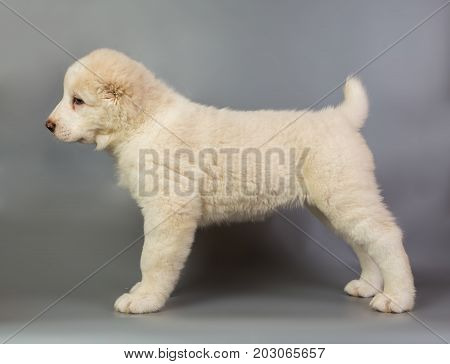White Puppy Alabai On A Gray Background, Studio