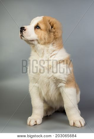 Brown And White Puppy Alabai On A Gray Background, Studio