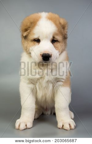 Brown And White Puppy Alabai On A Gray Background, Studio