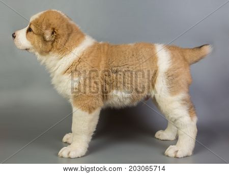 Brown And White Puppy Alabai On A Gray Background, Studio