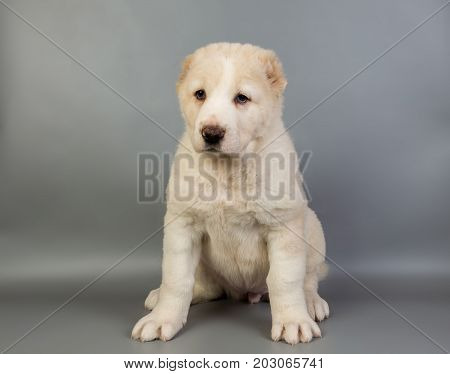 White Puppy Alabai On A Gray Background, Studio