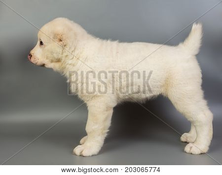 White Puppy Alabai On A Gray Background, Studio