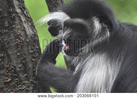 Pink tongue in an open mouth of a black and white colobus monkey.