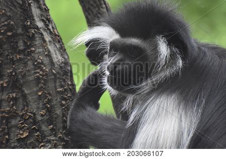 Great face of a colobus monkey posing during a tree climb.