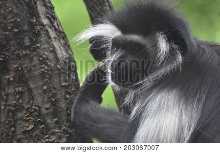 Face of a colobus monkey with lots of expression in a tree.