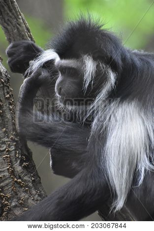 Attractive colobus monkey that is considered an old world monkey.