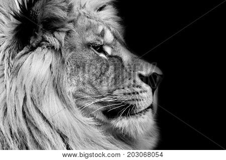 Poster black and white king lion profile