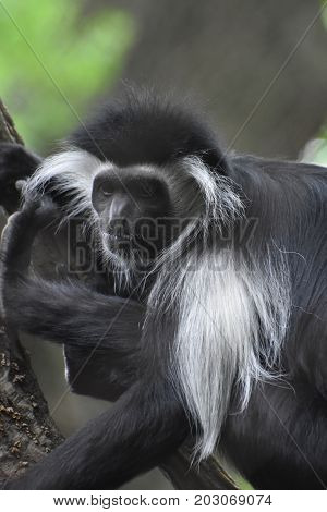 Mantled guereza with black and white fur in a tree.