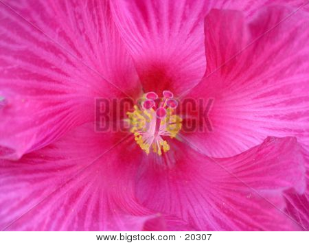 Hibiscus Close-up.