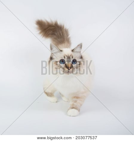 Sacred Birman Cat, Birma Isolated On A White Background, Studio Photo