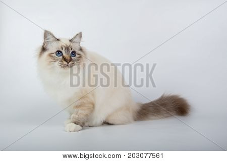 Sacred Birman Cat, Birma Isolated On A White Background, Studio Photo