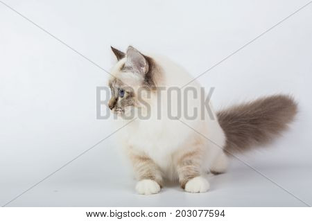 Sacred Birman Cat, Birma Isolated On A White Background, Studio Photo