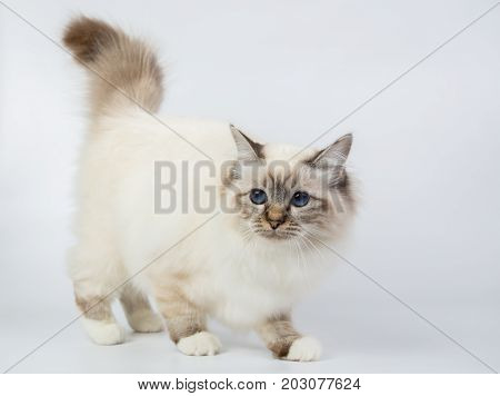 Sacred Birman Cat, Birma Isolated On A White Background, Studio Photo