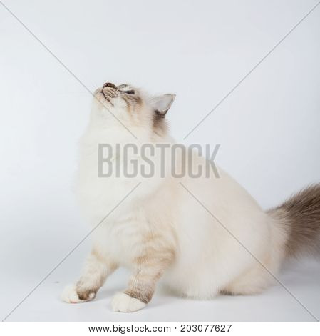 Sacred Birman Cat, Birma Isolated On A White Background, Studio Photo