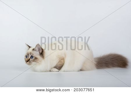 Sacred Birman Cat, Birma Isolated On A White Background, Studio Photo