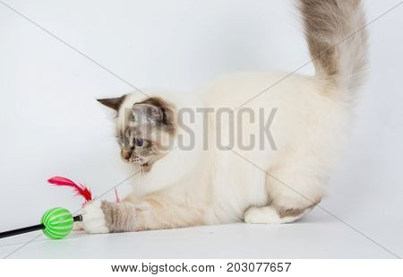 Sacred Birman Cat Play With Toy, Birma Isolated On A White Background, Studio Photo