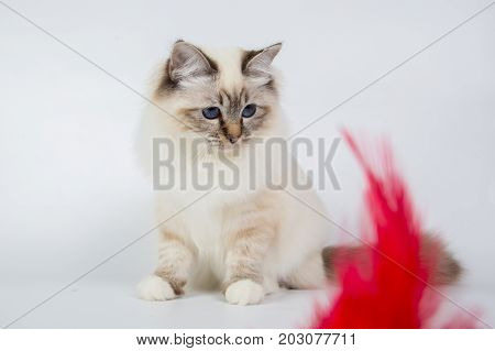 Sacred Birman Cat Play With Toy, Birma Isolated On A White Background, Studio Photo